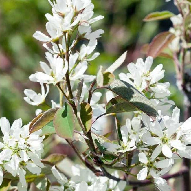 AMELANCHIER CANADENSIS RAINBOW PILLAR® GLENN FORM / RAINBOW PILLAR® SERVICEBERRY