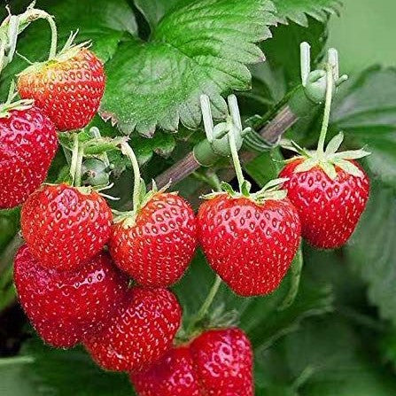 RED COAT STRAWBERRY