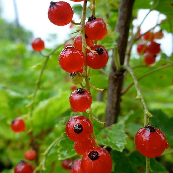 CURRANT RED LAKE / RED LAKE CURRANT