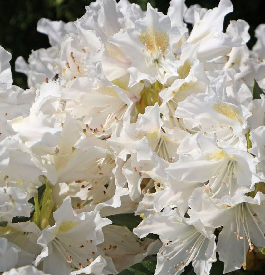 RHODODENDRON CUNNINGHAM'S WHITE / CUNNINGHAM'S WHITE RHODODENDRON