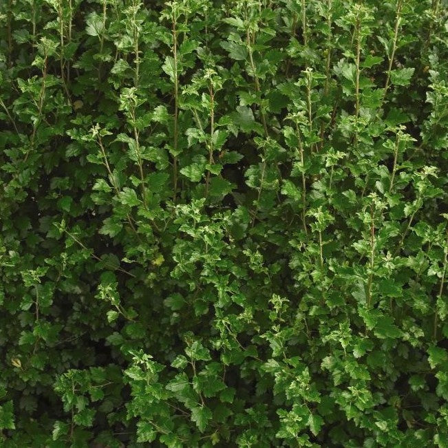 RIBES ALPINUM / ALPINE CURRANT