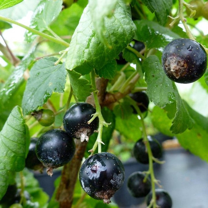 CURRANT WELLINGTON/ WELLINGTON CURRANT