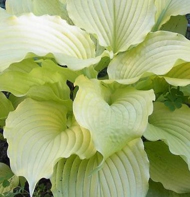 HOSTA DANCING QUEEN / PLANTAIN LILY