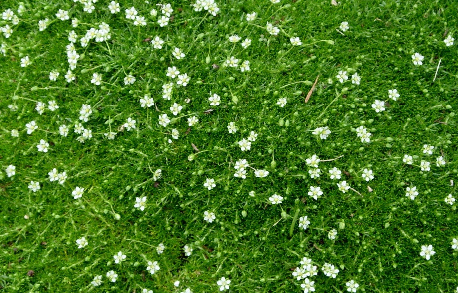 SAGINA SUBULATA / IRISH MOSS