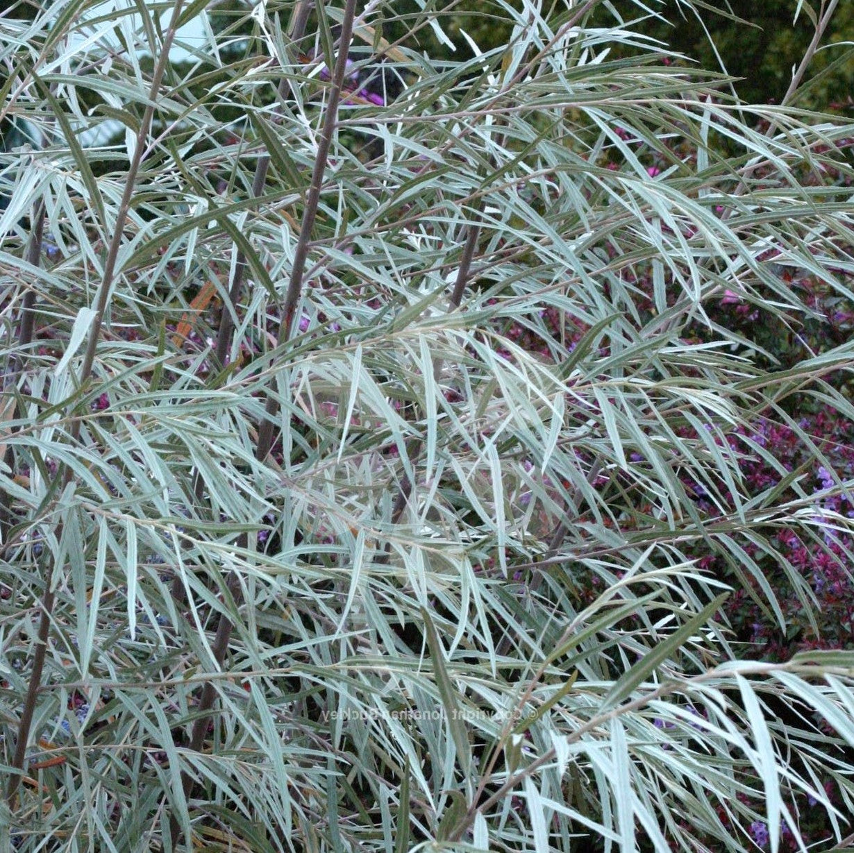 SALIX EXIGUA / SANDBAR WILLOW