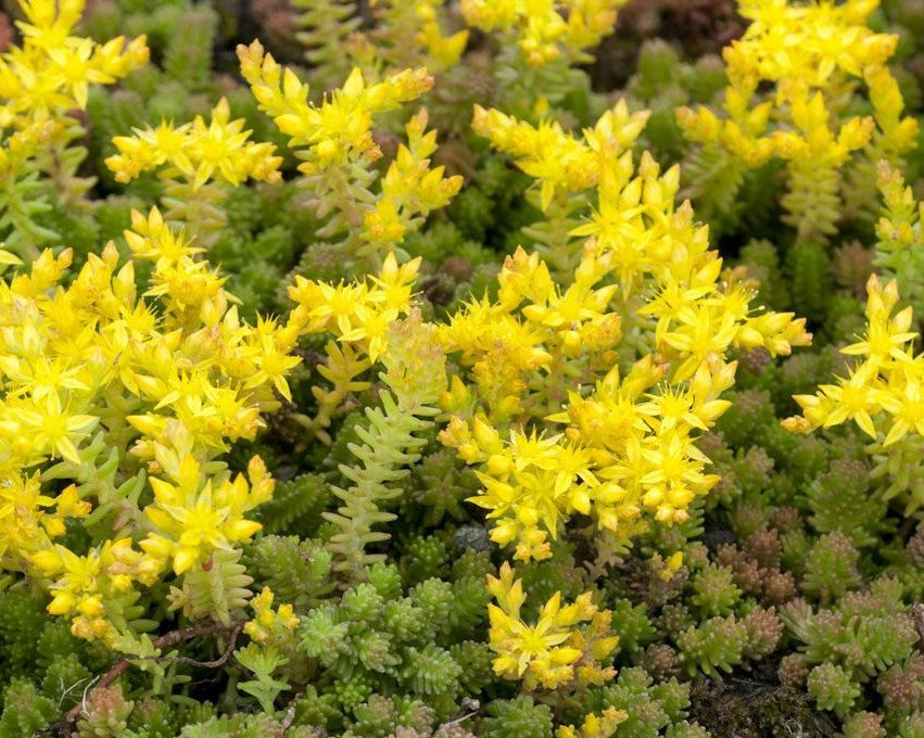 SEDUM SEXANGULARE /  SIX-SIDED STONECROP