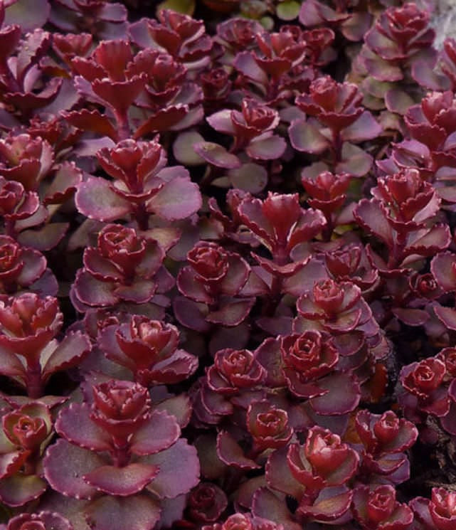 SEDUM SPURIUM RED CARPET / STONECROP