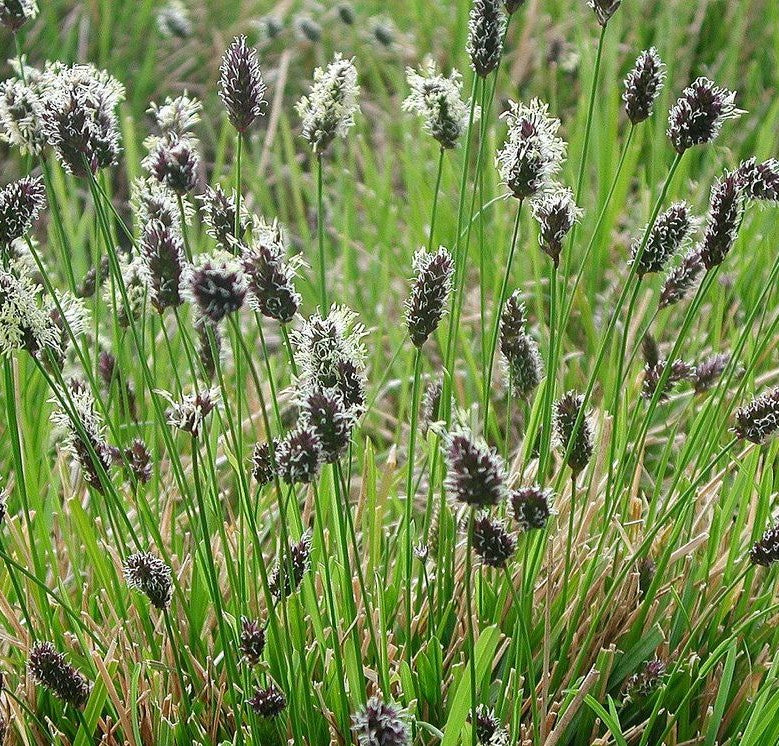 SESLERIA HEUFLERIANA / BLUE-GREEN MOOR GRASS