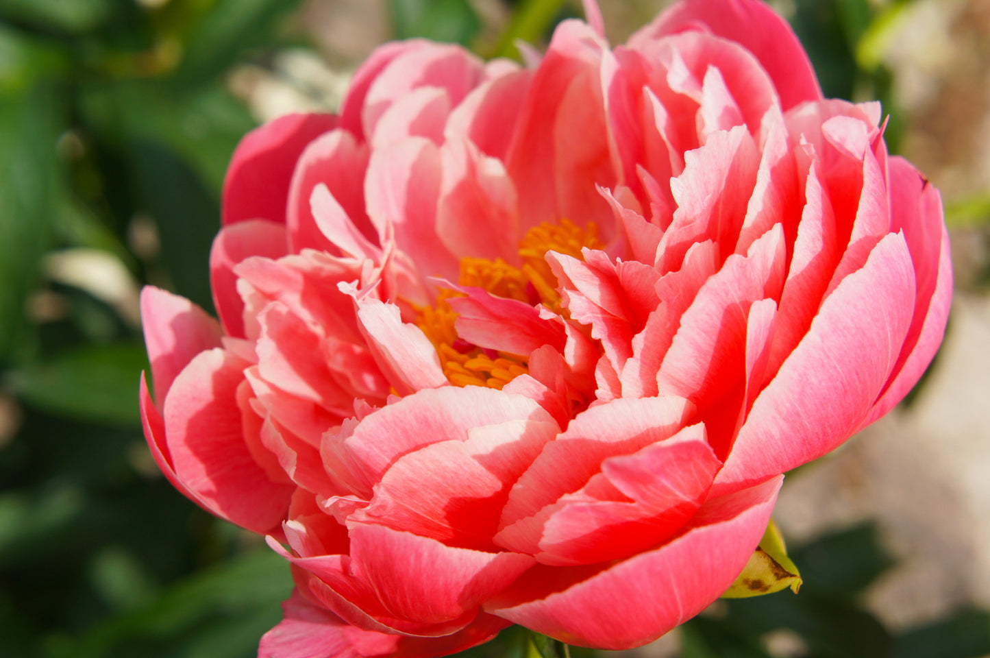 PAEONIA CORAL SUNSET / PEONY