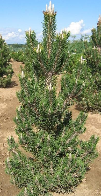 PINUS THUNBERGII KOTOBUKI / KOTOBUKI DWARF JAPANESE BLACK PINE