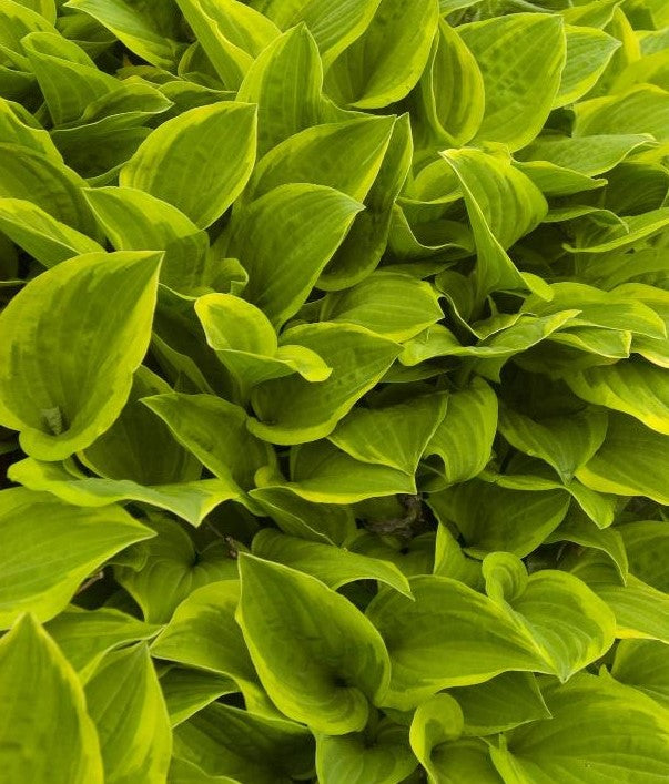 HOSTA GOLDEN TIARA / PLANTAIN LILY