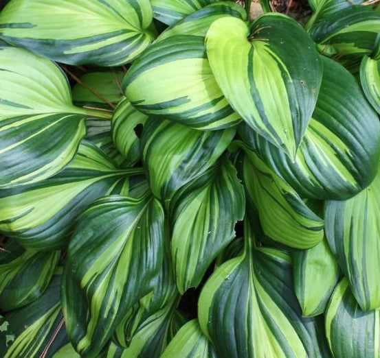HOSTA RAINBOW&