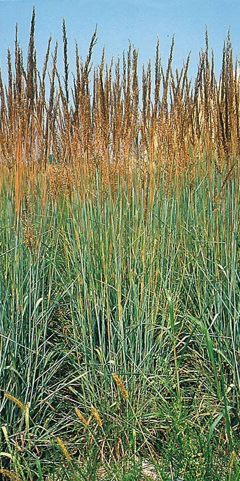 SORGHASTRUM NUTANS / INDIAN GRASS