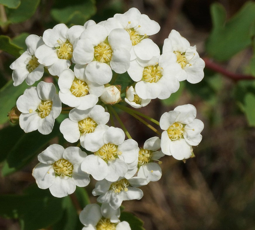 SPIRAEA TRILOBATA / DWARF VANHOUTTEI SPIREA
