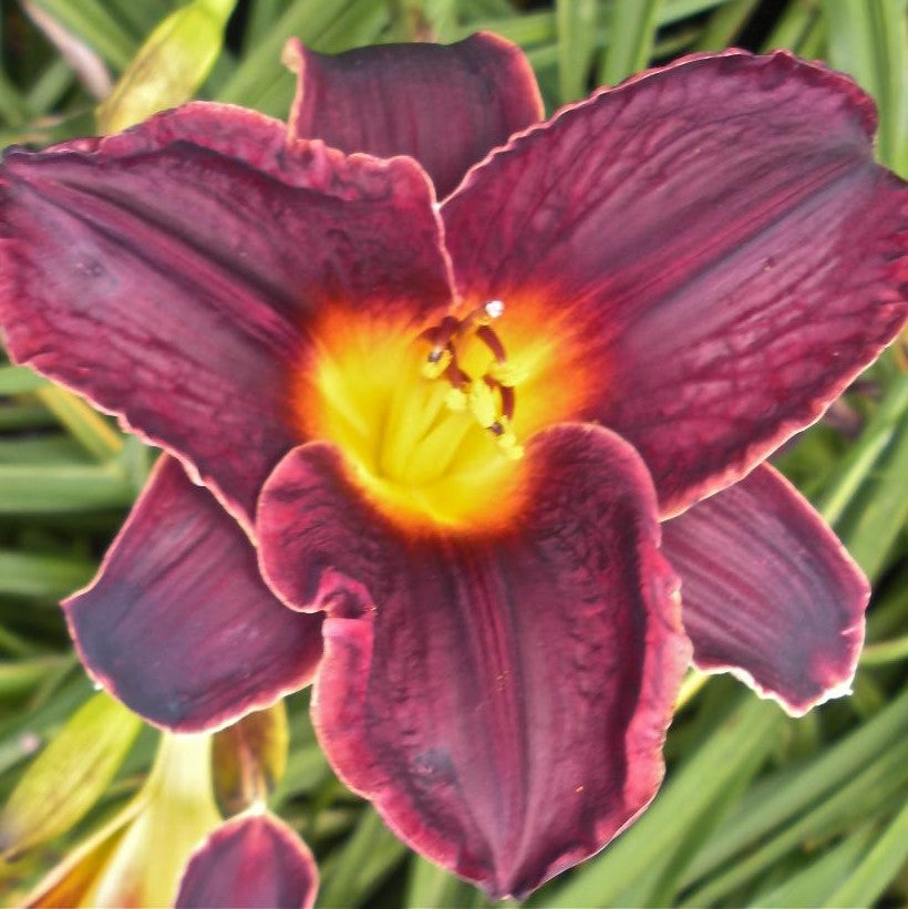 HEMEROCALLIS STRUTTER&