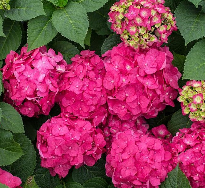 HYDRANGEA MACROPHYLLA ENDLESS SUMMER® SUMMER CRUSH® / SUMMER CRUSH® HYDRANGEA