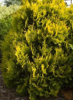 THUJA OCCIDENTALIS SUNKIST / SUNKIST CEDAR