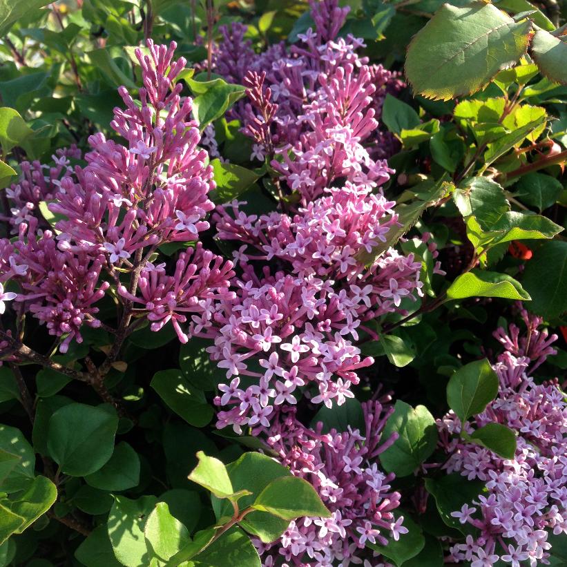 SYRINGA MEYERI PALIBIN DWARF KOREAN LILAC Diggin It Nursery syringa-meyeri-palibin-dwarf-korean-lilac-diggin-it-nursery