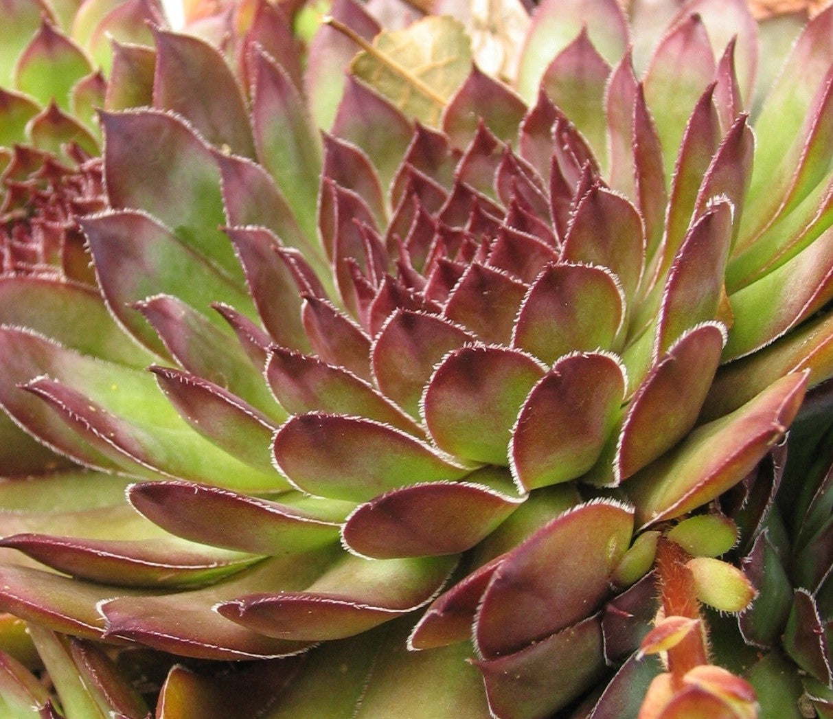 SEMPERVIVUM HYRIRD BLACK / HENS AND CHICKS
