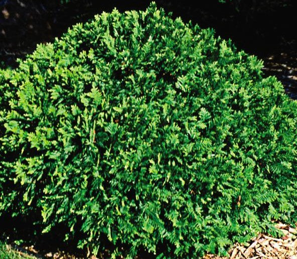 THUJA OCCIDENTALIS WOODWARDII / WOODWARD CEDAR