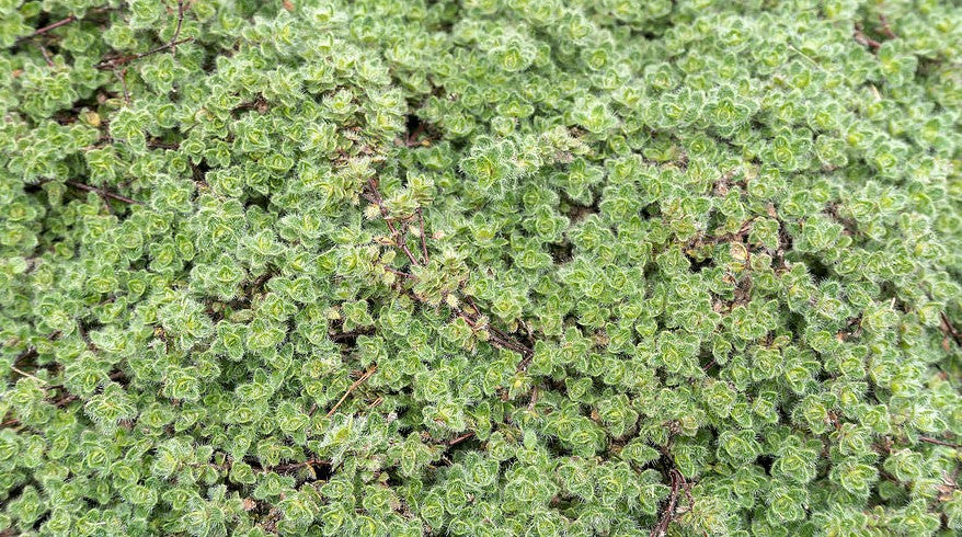 THYMUS PSEUDOLANUGINOSUS / WOOLLY THYME