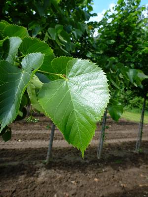 TILIA AMERICANA / BASSWOOD