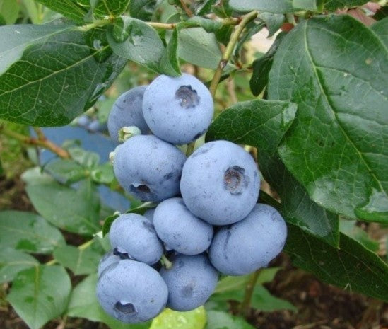 BLUEBERRY BONUS / BONUS BLUEBERRY