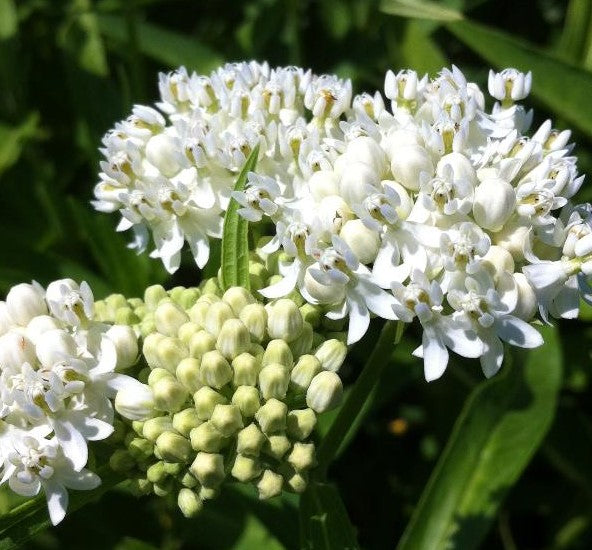 ASCLEPIAS INCARNATA ICE BALLET / MILKWEED