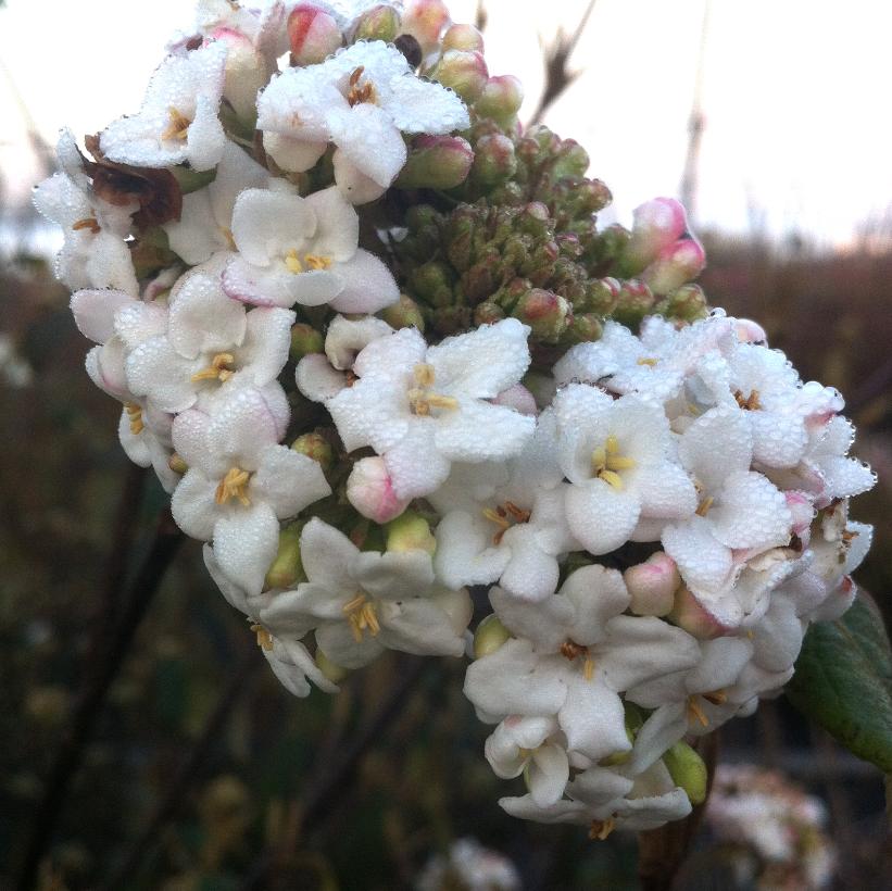 VIBURNUM X BURKWOODII / BURKWOOD VIBURNUM