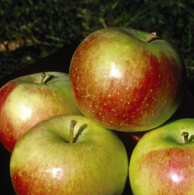 WEALTHY APPLE