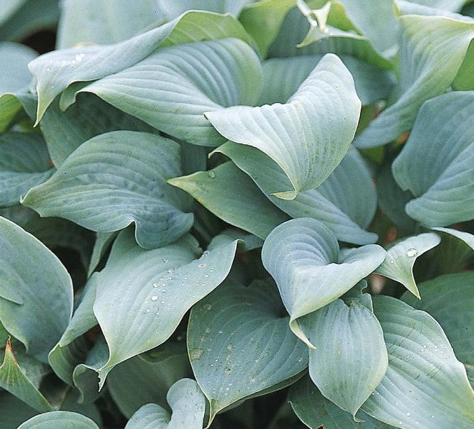 HOSTA FRAGRANT BLUE / PLANTAIN LILY