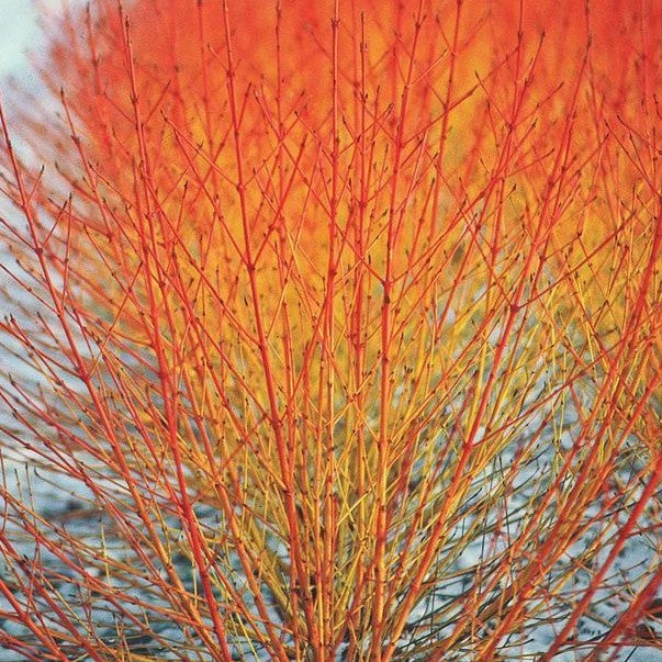 CORNUS SANGUINEA WINTER BEAUTY / WINTER BEAUTY DOGWOOD