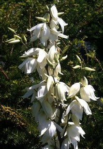 YUCCA FILAMENTOSA / YUCCA