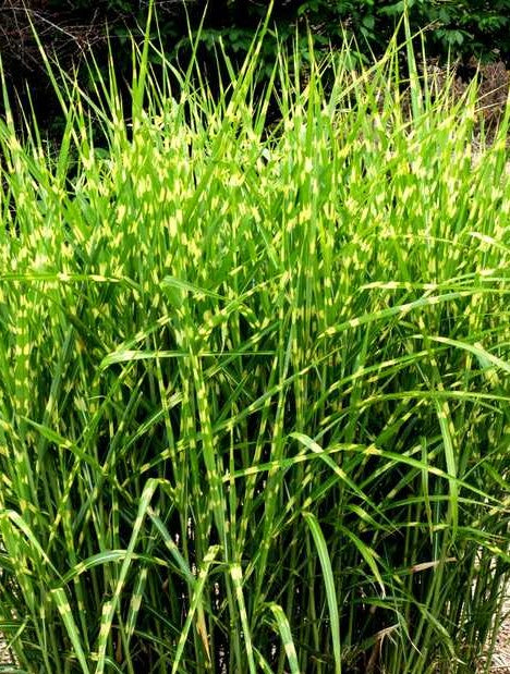 MISCANTHUS SINENSIS ZEBRINUS / ZEBRA GRASS