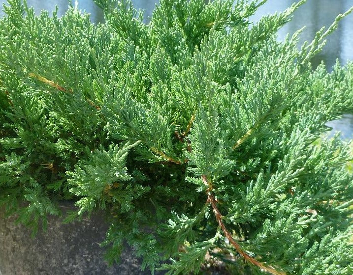 JUNIPERUS CHINENSIS SARGENTII GLAUCA / BLUE SARGENT JUNIPER