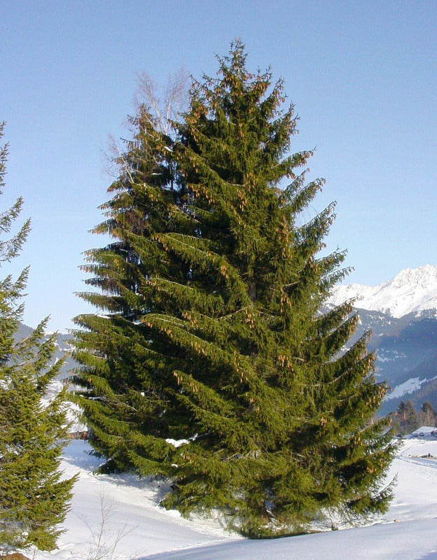 PICEA OMORIKA / SERBIAN SPRUCE