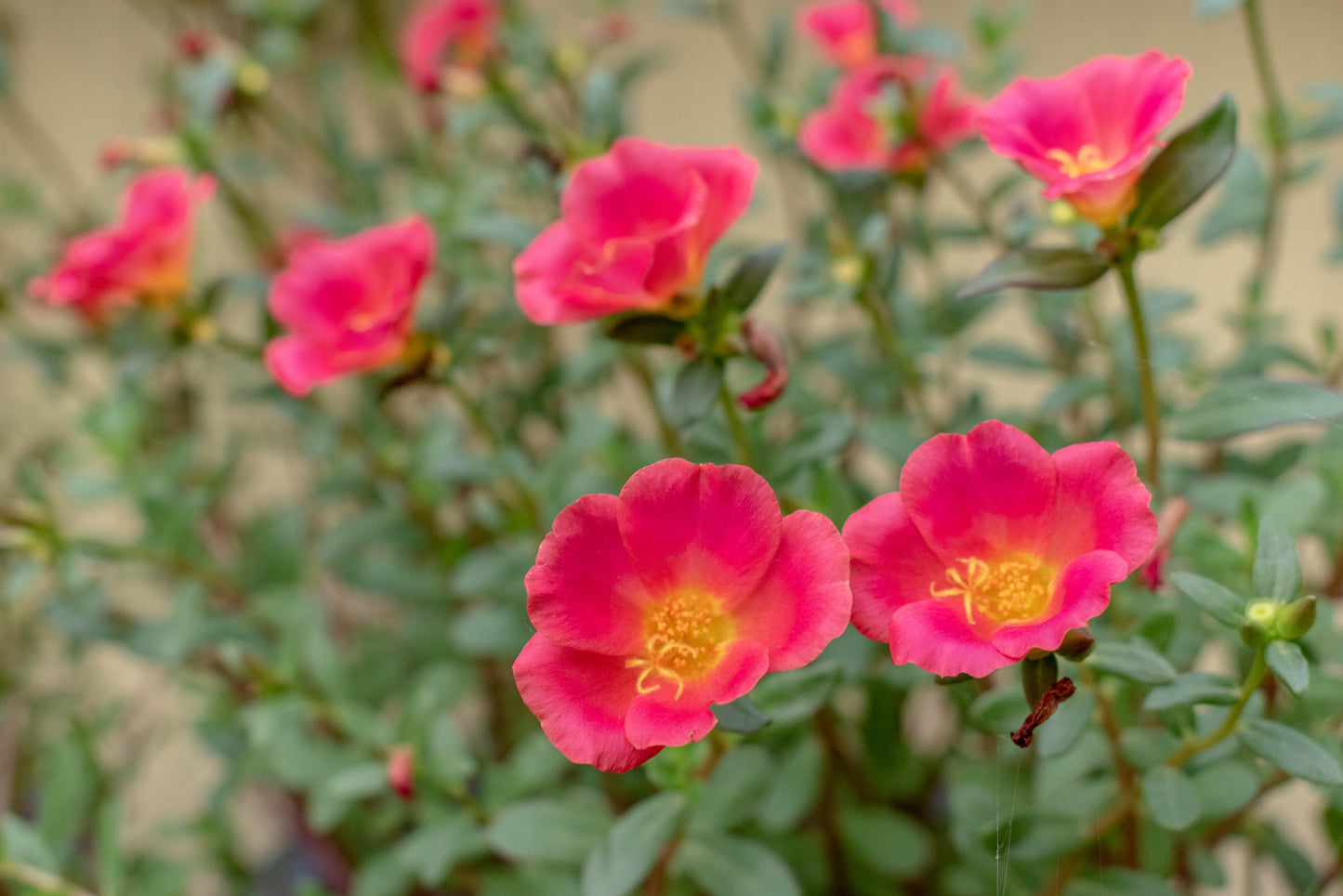 POTENTILLA FRUTICOSA BELLA BELLISSIMA® / BELLA BELLISSIMA® POTENTILLA