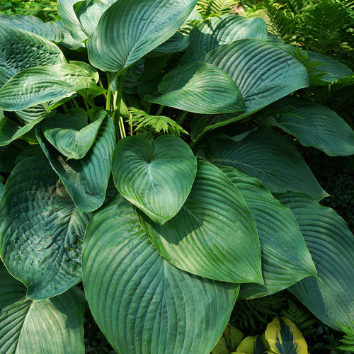 HOSTA EMPRESS WU / PLANTAIN LILY