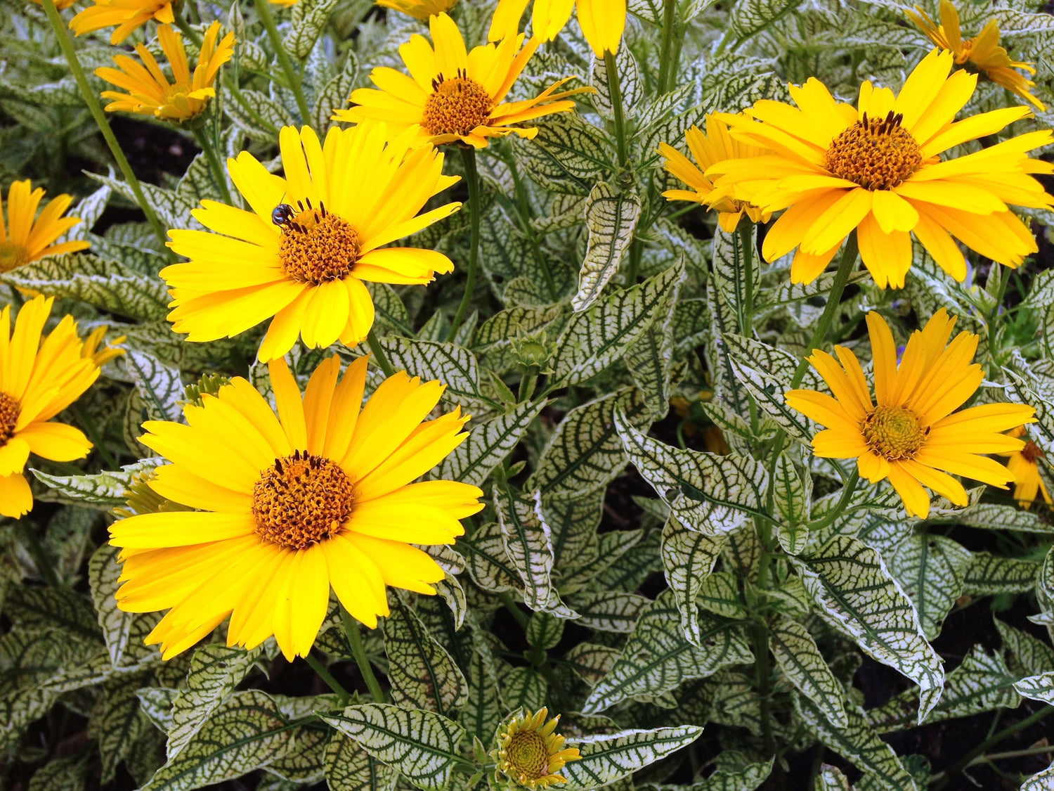 HELIOPSIS HELIANTHOIDES SUNSTRUCK / SUNSTRUCK SUNFLOWER