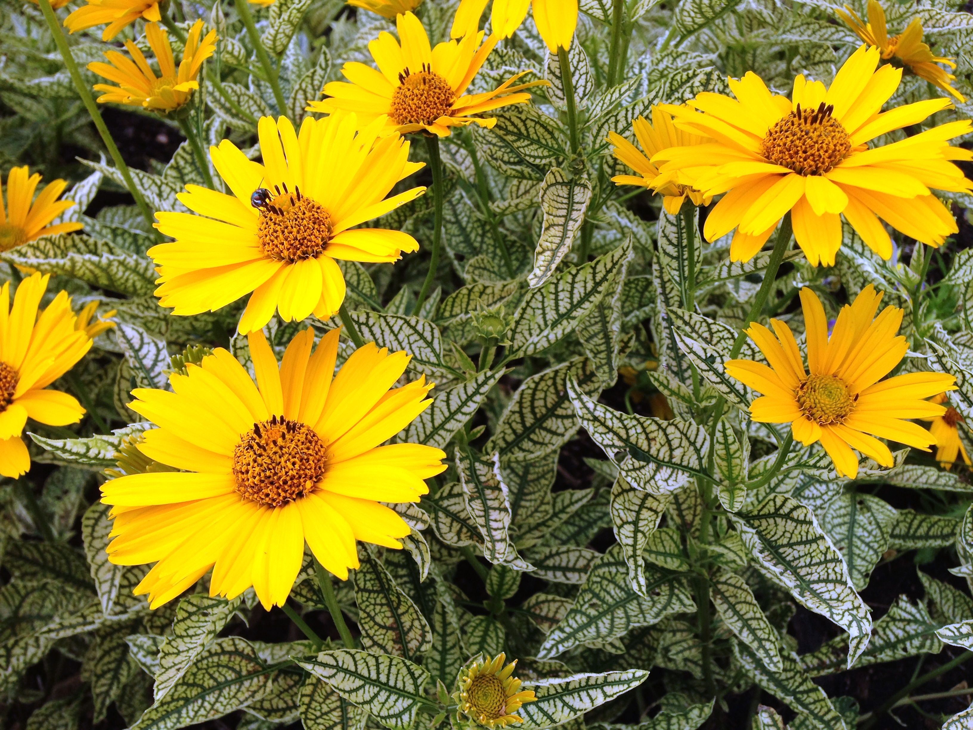 HELIOPSIS HELIANTHOIDES SUNSTRUCK / SUNSTRUCK SUNFLOWER