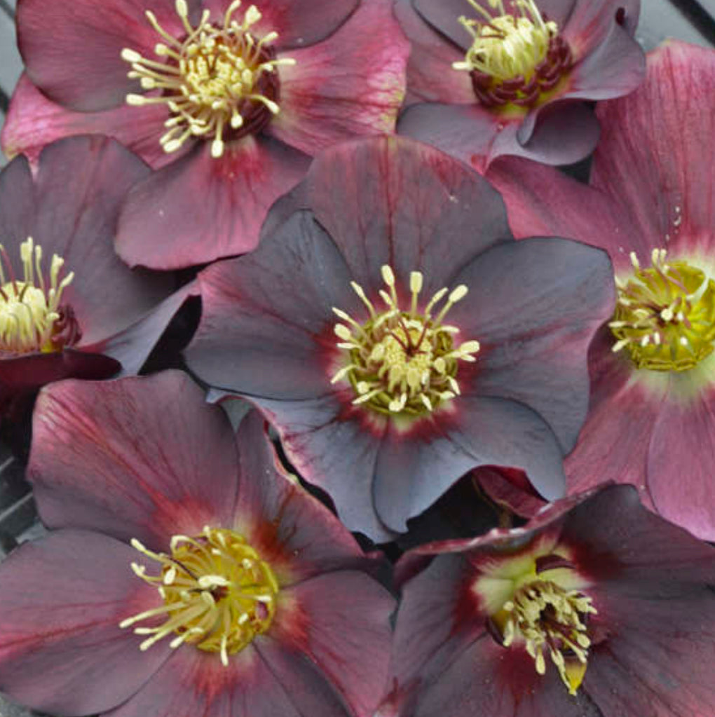 HELLEBORUS HYBRID ROME IN RED / LENTEN ROSE