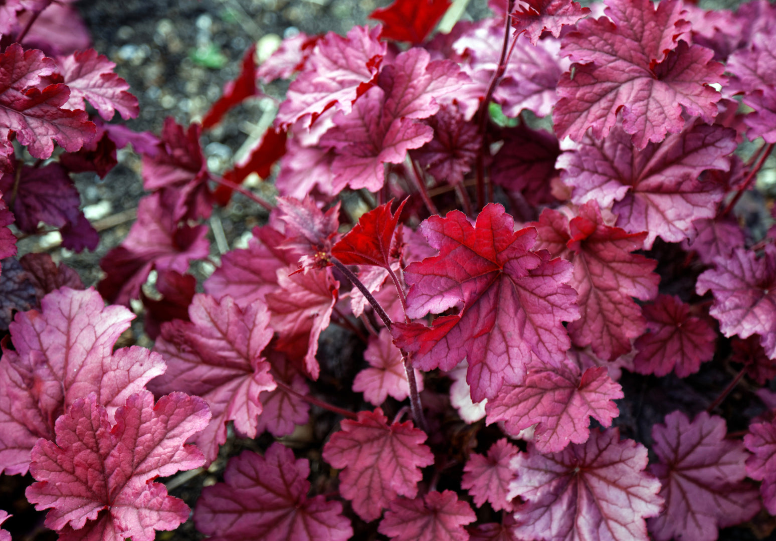 HEUCHERA X BERRY SMOOTHIE / CORAL BELLS