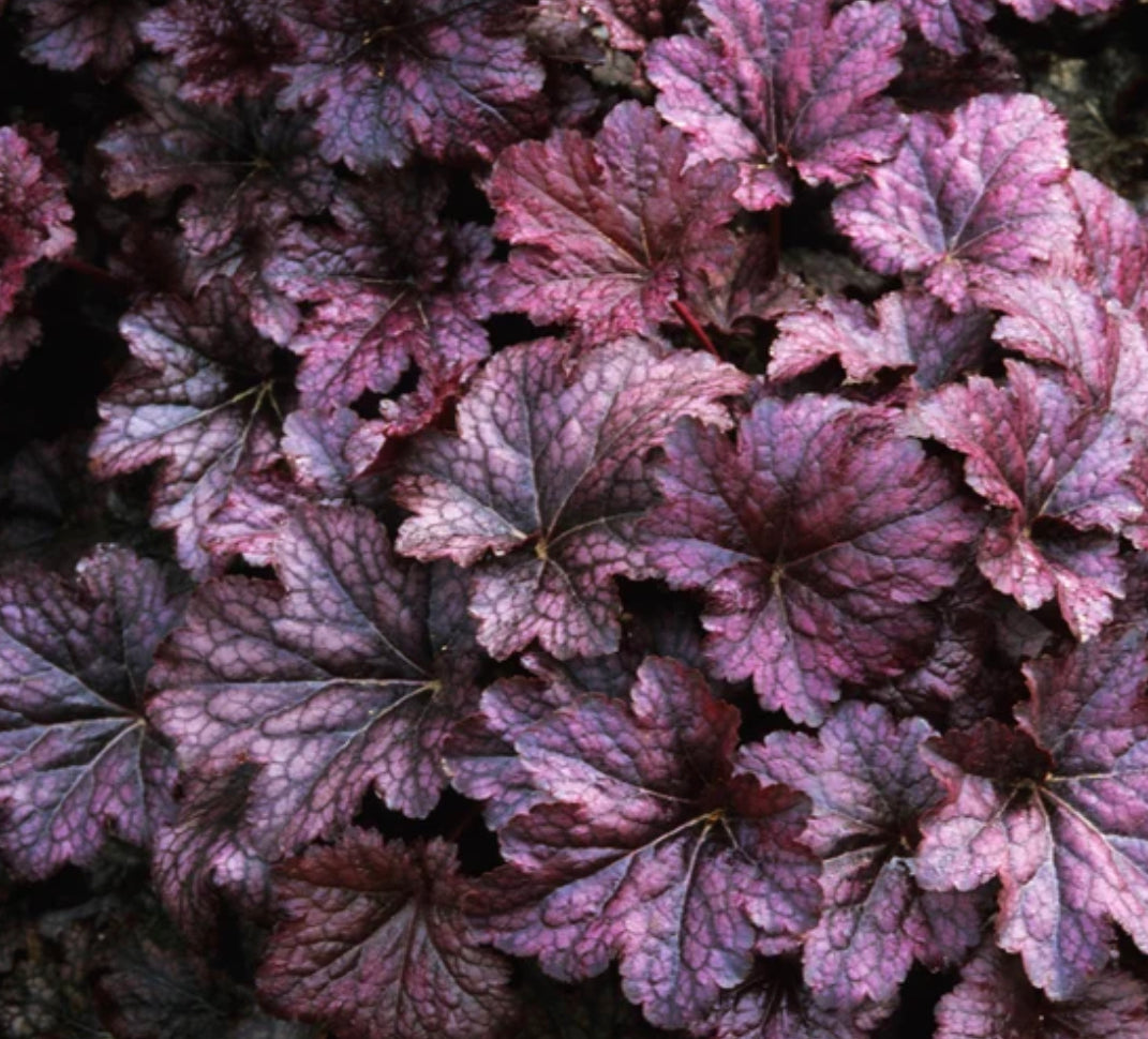HEUCHERA PALACE PURPLE / CORAL BELLS