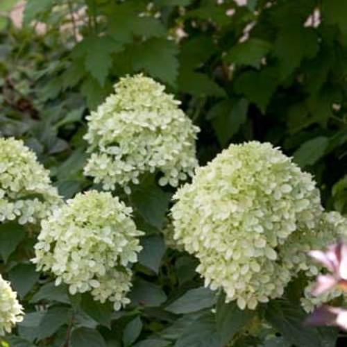 HYDRANGEA PANICULATA LITTLE LIME® (JANE) / LITTLE LIME® HYDRANGEA