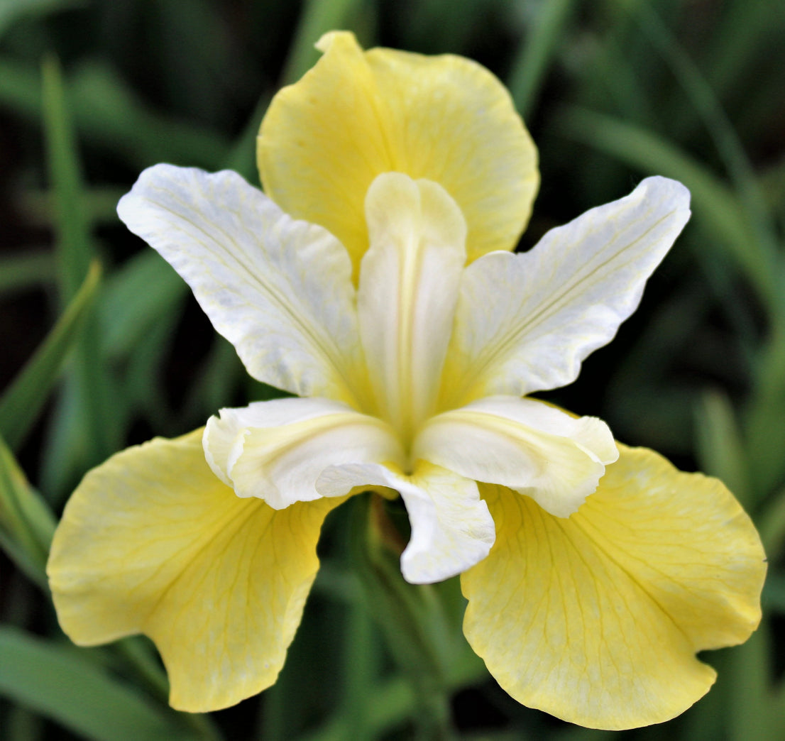 IRIS SIBIRICA BUTTER AND SUGAR / SIBERIAN IRIS