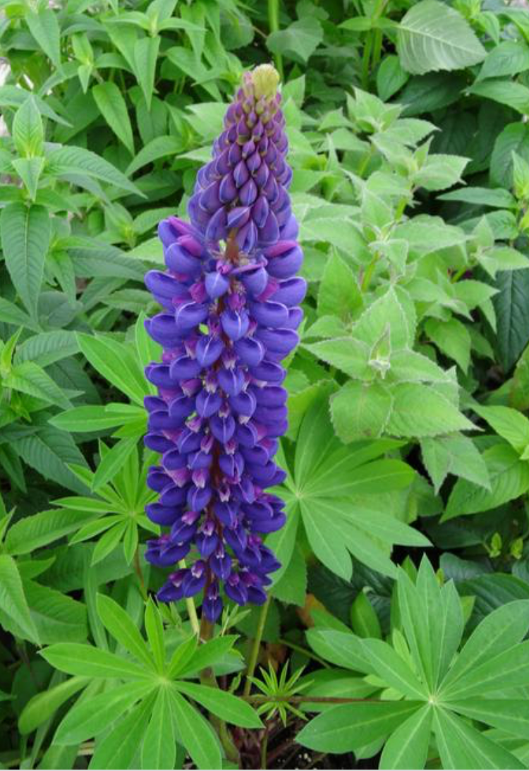 LUPINUS X GALLERY BLUE / LUPINE