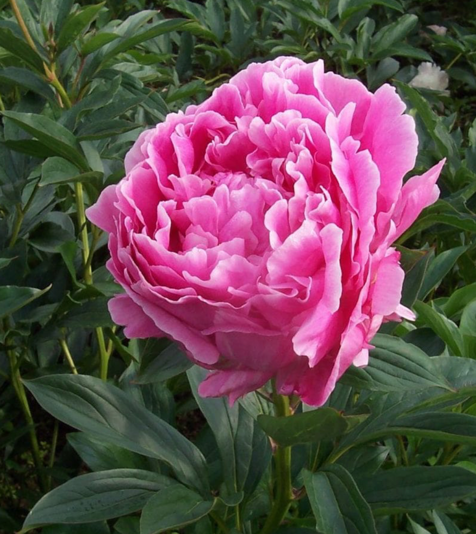 PAEONIA ALEXANDER FLEMING / PEONY