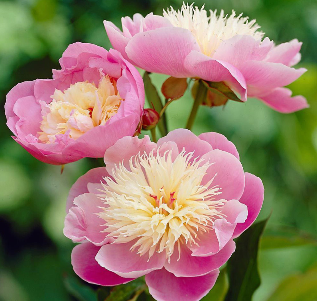 PAEONIA BOWL OF BEAUTY / PEONY