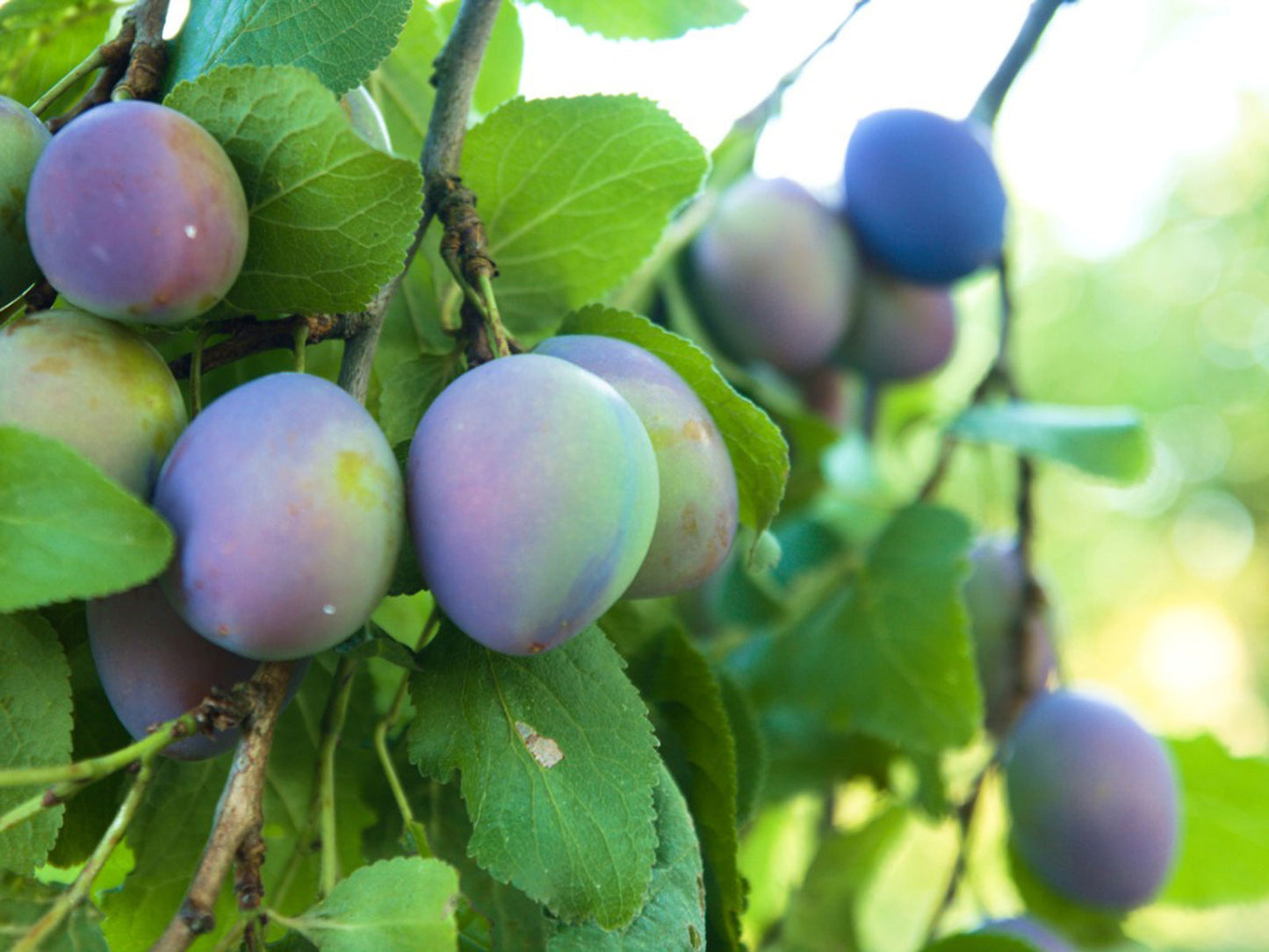 PLUM ITALIAN PRUNE
