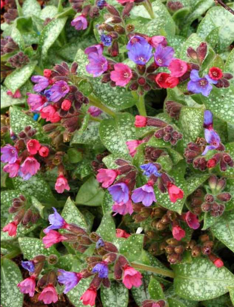 PULMONARIA X DARK VADOR / LUNGWORT